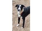 Adopt Minnie a Black - with White Border Collie / Australian Shepherd dog in