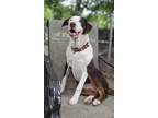 Adopt BeeBop a Brown/Chocolate - with White Border Collie / Australian Shepherd