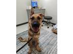 Adopt Braden a Black - with Tan, Yellow or Fawn German Shepherd Dog dog in Ben
