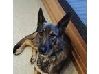 Adopt Reece a Black German Shepherd Dog / Mixed dog in Ben Lomond, CA (37613043)