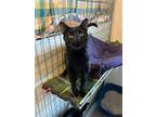 Adopt Pepper a All Black Domestic Shorthair / Mixed cat in McPherson