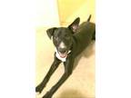 Adopt Prince a Black - with White Labrador Retriever / Border Collie dog in