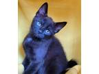 Adopt Tourmalina's kitten Spinel a Black & White or Tuxedo Domestic Shorthair