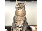 Adopt Silver a Brown Tabby Domestic Shorthair / Mixed (short coat) cat in