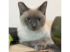 Adopt Eloise a Cream or Ivory (Mostly) Siamese / Mixed (short coat) cat in