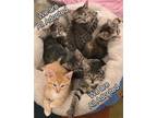 Adopt Kittens! Kittens! a Domestic Shorthair / Mixed cat in Springfield