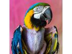 Adopt Izzy a Macaw bird in Elizabeth, CO (34453625)