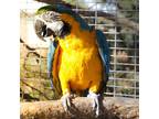 Adopt Goldey a Macaw bird in Elizabeth, CO (36350952)