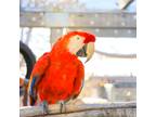 Adopt Rainbow a Macaw bird in Elizabeth, CO (35219324)