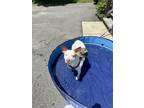 Adopt Mcgee a White - with Brown or Chocolate Australian Terrier / Labradoodle /