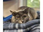 Adopt Adele a Domestic Shorthair / Mixed cat in Kingston, NY (41477095)