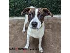 Adopt Fugu a Miniature Pinscher / Pit Bull Terrier / Mixed dog in Lexington