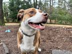 Adopt Max a Red/Golden/Orange/Chestnut - with White Mutt / Mixed dog in
