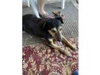 Adopt Barry a Black - with Tan, Yellow or Fawn Shepherd (Unknown Type) / Beagle
