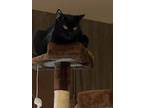 Adopt LuLu a All Black Japanese Bobtail / Mixed (short coat) cat in Sulphur