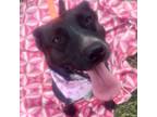 Adopt JOY/alegra a Black - with White Australian Cattle Dog / German Shepherd