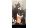 Adopt Monkey & Skunky a Black & White or Tuxedo British Shorthair / Mixed (short