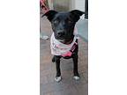 Adopt Sidney a White Border Collie / Mixed dog in Twin Falls, ID (41476909)