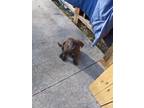 Adopt Brindle a Brindle Australian Cattle Dog / Mixed dog in Perry