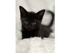 Adopt Jet a Black (Mostly) Domestic Shorthair cat in Greensboro, NC (41476952)