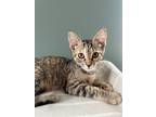 Adopt Sable a Gray, Blue or Silver Tabby Domestic Shorthair cat in Greensboro