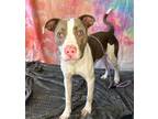Adopt ODIN a Terrier (Unknown Type, Small) / Mixed dog in Wintersville