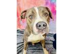 Adopt DARTH a Terrier (Unknown Type, Small) / Mixed dog in Wintersville