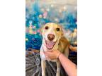 Adopt TULIP a Terrier (Unknown Type, Small) / Shepherd (Unknown Type) / Mixed