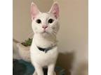Adopt Soren a White (Mostly) Domestic Shorthair / Mixed (short coat) cat in