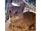 Adopt Creamsicle a Orange or Red Domestic Shorthair / Mixed (short coat) cat in