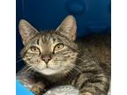 Adopt Twig a Brown or Chocolate Domestic Shorthair / Mixed (short coat) cat in
