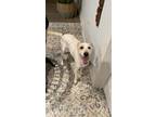 Adopt Nala a White - with Brown or Chocolate Labrador Retriever / Mutt / Mixed