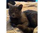 Adopt Digger a Domestic Shorthair / Mixed (short coat) cat in Fond du Lac