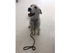 Adopt Schroder a White - with Tan, Yellow or Fawn Labrador Retriever / Siberian