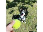 Adopt Izzy a Tricolor (Tan/Brown & Black & White) Mutt / Mixed dog in Mount