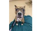 Adopt Bugsy a Boxer / Pit Bull Terrier / Mixed dog in Lincoln, NE (41476578)