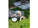 Adopt Jexie a White Staffordshire Bull Terrier / Mixed dog in Charleston