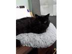 Adopt Miss P a Domestic Mediumhair / Mixed cat in Topeka, KS (41476552)