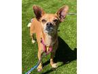 Adopt Sadie a Mixed Breed (Small) / Mixed dog in Mipiltas, CA (41476460)