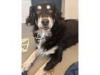 Adopt Luke a Mixed Breed (Large) / Mixed dog in Duluth, MN (41475099)