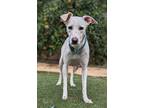 Adopt Dalia a Dalmatian / Labrador Retriever / Mixed dog in San Diego