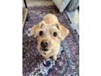 Adopt Ellie May a Tan/Yellow/Fawn Miniature Poodle / Schnauzer (Miniature) /
