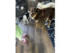 Adopt Mylo a Brown/Chocolate Australian Shepherd / Mixed dog in Youngsville