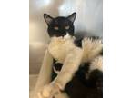 Adopt Mr. Darcy a Domestic Shorthair / Mixed (short coat) cat in Gillette