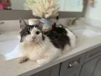 Adopt Gus a Brown or Chocolate (Mostly) Tabby / Mixed (medium coat) cat in