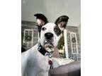 Adopt Fiona a White - with Black Boxer / Mixed dog in South Amboy, NJ (41476248)