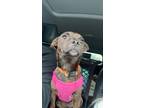 Adopt Latte a Brindle Terrier (Unknown Type, Small) / Mixed dog in Lewis Center