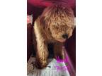 Adopt Havok a Red/Golden/Orange/Chestnut Poodle (Miniature) / Mixed dog in