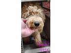 Adopt Gambit a Tan/Yellow/Fawn Poodle (Miniature) / Mixed dog in Joplin