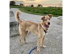 Adopt Marie a Red/Golden/Orange/Chestnut - with White Golden Retriever /